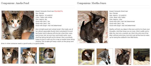 Companion Kittens adoption profiles