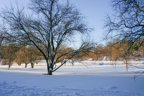 Arnold Arboretum snow