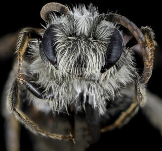 Andrena nasonii, M, face, New York, Kings County_2013-02-07-14.25.36 ZS PMax