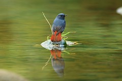 鉛色水鶇/Plumbeous Water Redstart 