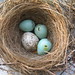 chipping sparrow nest w. eggs and cowbird egg