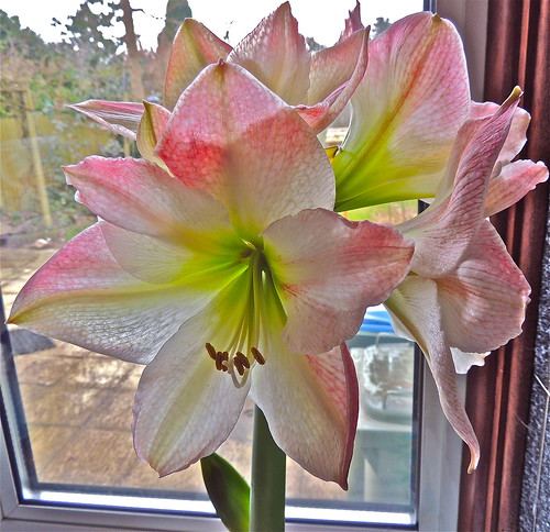 Fully Open Today, with Four Blooms! ........(62/365) by Irene_A_