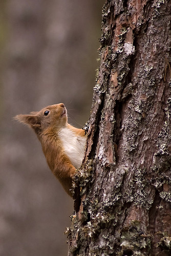 Red Squirrel 15