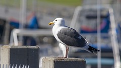 San Diego Birding