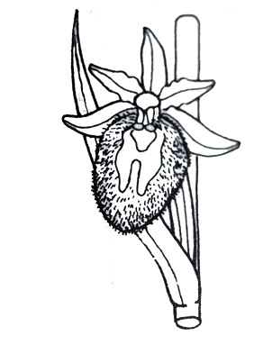 ophrys-dibujo