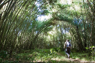 Walking Through The Bamboo Forest