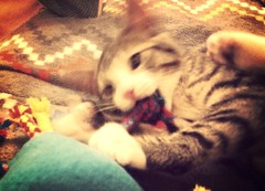 Amelia with a chew toy