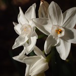 Paperwhites (Narcissus papyraceus) - 6