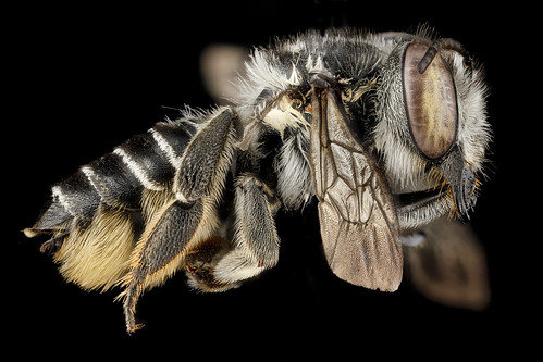 Megachile parallela, F, side, Tennessee, Haywood County_2013-01-22-15.01.46 ZS PMax