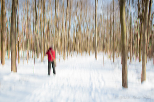 ICM. In the woods on a snowy day by andiwolfe