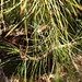 Garden Inventory: Black Pine (Pinus nigra) - 6