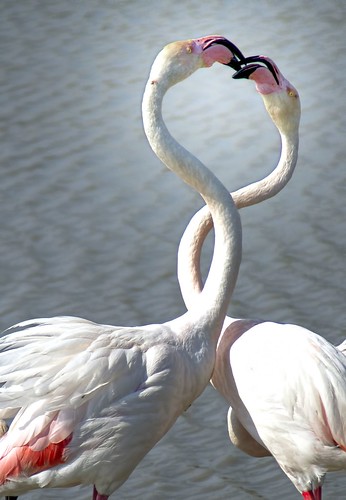 Flamingo Courtship