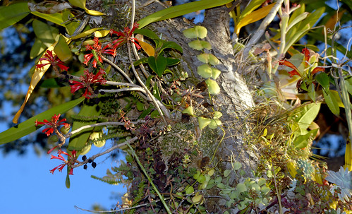Dermatobotrys saundersii and Anthurium scandens Growing Epiphytically