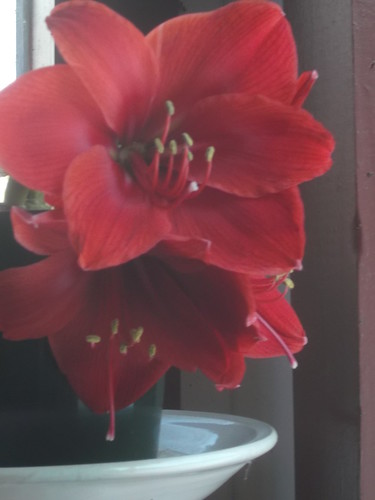 Stubby little amaryllis blooming at home by woodsrun