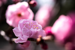 梅 - Japanese plum blossom
