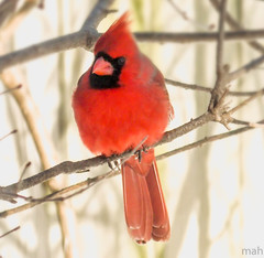Male Cardinals