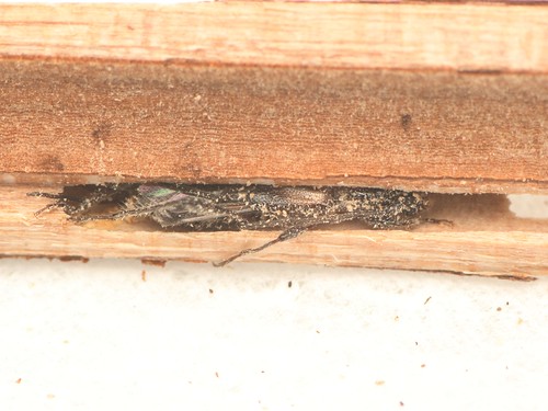 コジマヒゲナガコバネカミキリ　蛹室