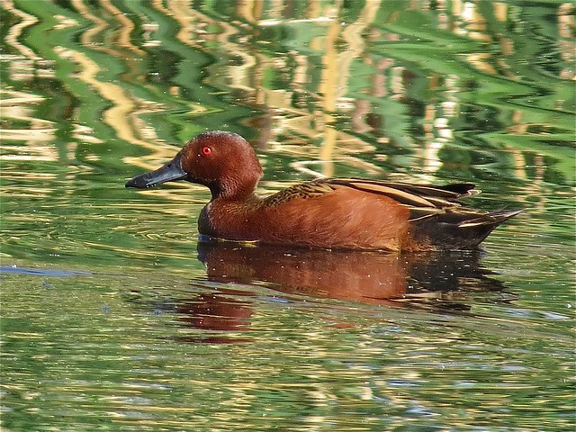 Cinnamon Teal (male) at Sweetwater Wetlands in Tuscon, AZ