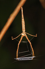 Deinopidae (Ogrefaced Spiders)
