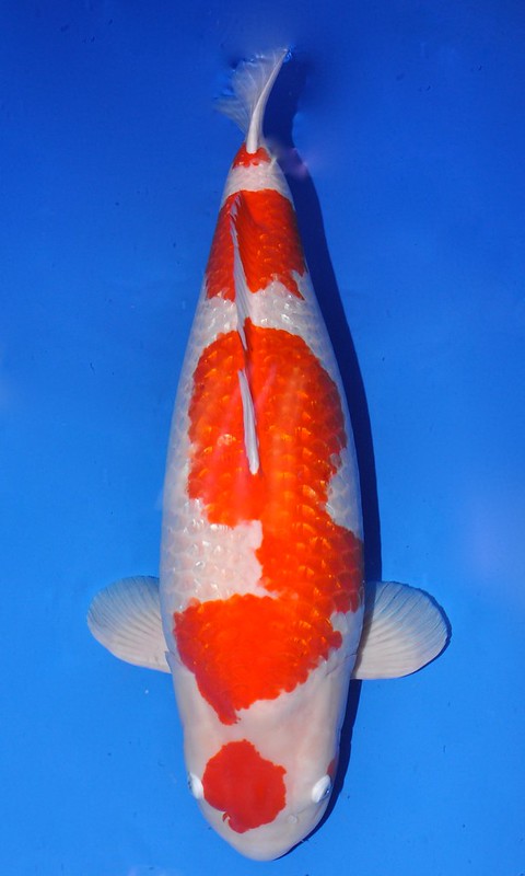 Best in Variety Ginrin A - bred by Momotaro Koi Farm (owned by Frankie Ong)