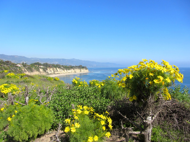 giant coreopsis on Point Dume
