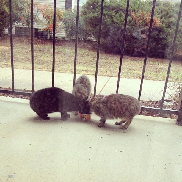 The stray neighborhood kittens deserve some yummy food, too! #cats #catsofinstagram