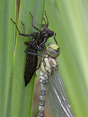 Uk Dragonflies