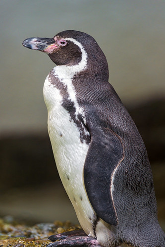 Pinguin profile by Tambako the Jaguar