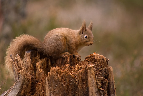 Red Squirrel 17