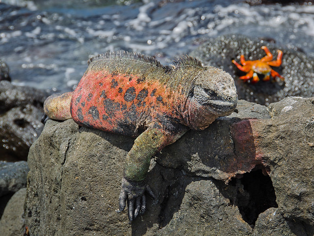 Galapagos Reptiles: Marine Iguanas different colors Floreana