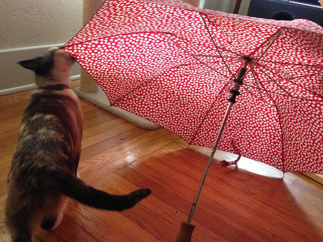 Amelie's Umbrella
