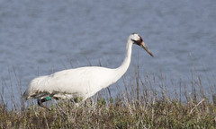 Whooping Crane tour on the Skimmer