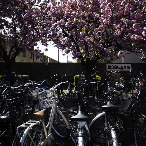 Late Blooming Cherry Blossom with Bicycles