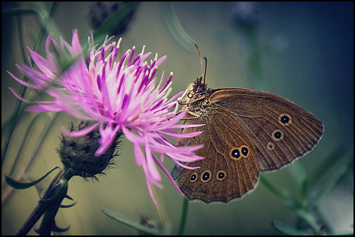 papillon by andrè t.