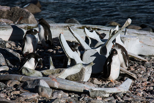 Gentoo Penguin with Whale Bones @ Cuverville Island, Antarctica by X_Tan