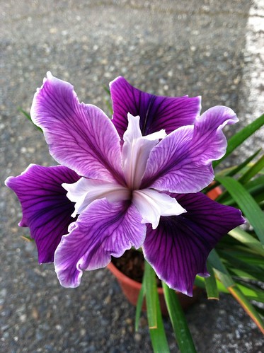 Iris x Pacific Coast Hybrid Violet Purple