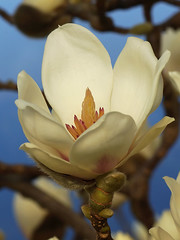 Magnoliaceae モクレン科