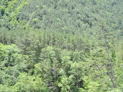 台灣森林深具價值，第四次大調查將森林土壤吸碳力納入計算。
