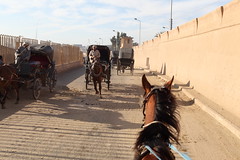 Edfu Temple Horse Ride