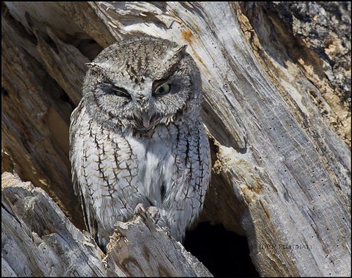 Eastern Screech Owl - (Megascops asio) - Winnipeg, Manitoba