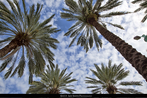 Palms against the Sky by smittysholdings
