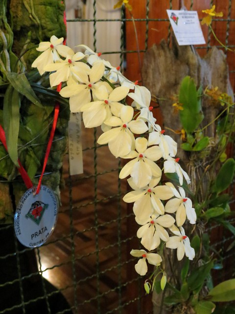 101º Exposição de Orquídeas Curitiba