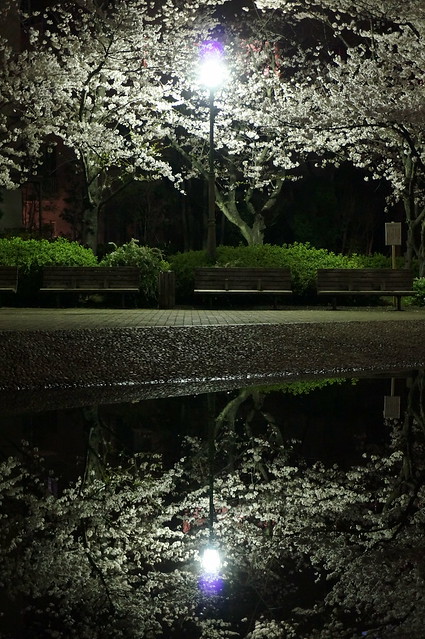 Sakura midnight reflection