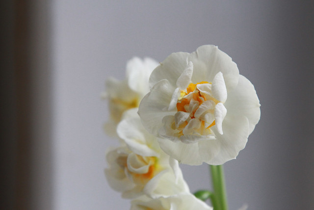 bridal crown daffodils