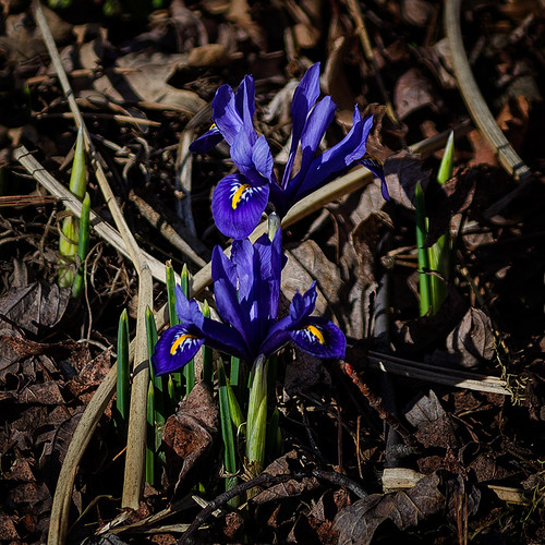Spring Signs: Tiny Early Iris