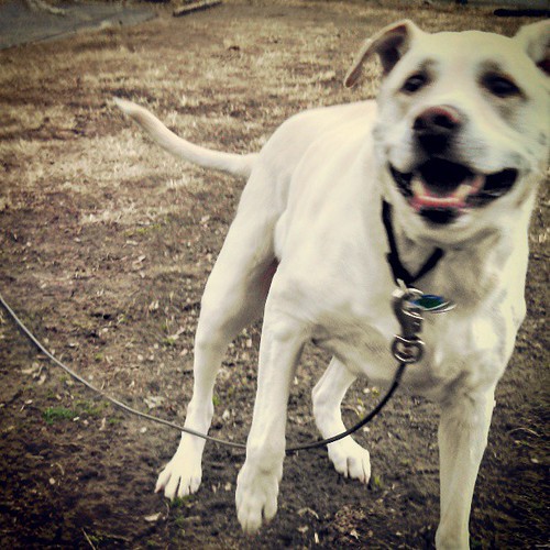 Action! Zeus chasing birds... Oh how he loves spring! #happydog #bigdog #dogstagram #love #labmix