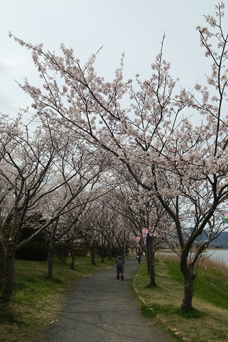 桜の花、舞い上がる道を 4