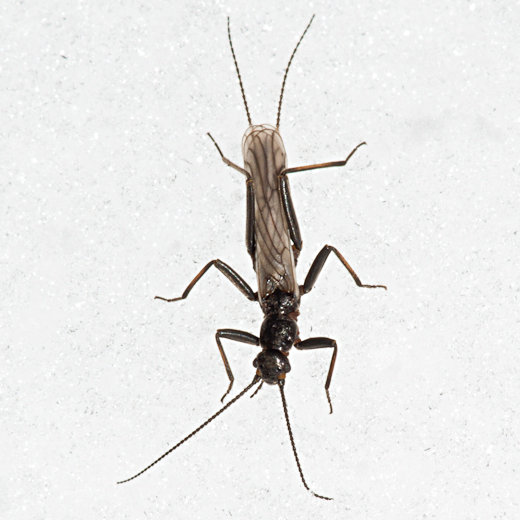 クロカワゲラ Capniidae