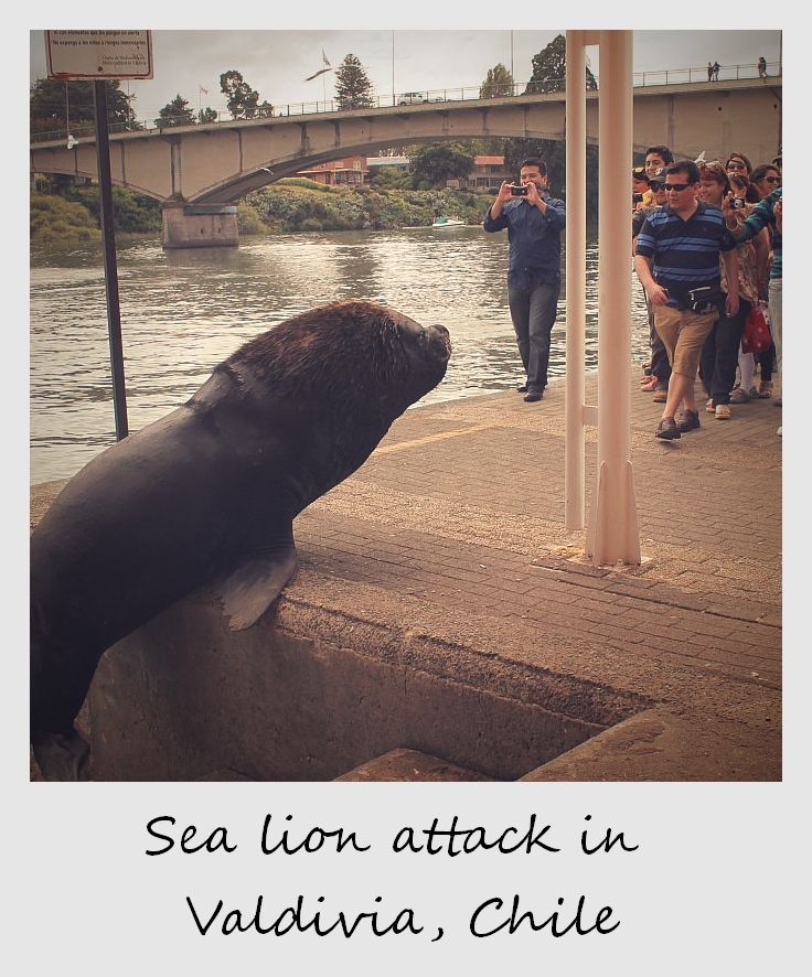 polaroid of the week chile valdivia sea lion attack