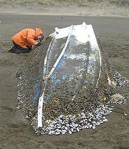 奧勒岡魚類與野生動物學家檢察一搜從日本被沖到林肯市海灘的漁船，2013年2月5日。(照片提供：OFWD)